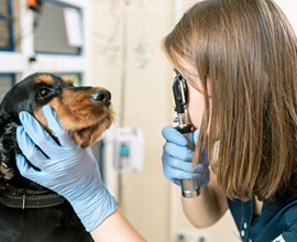 SMP Veterinary Science