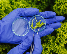 SMP Plant Biology and Research