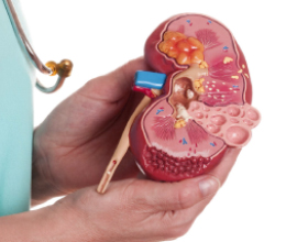 SMP Urology and Research